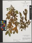 Foto von Salix waldsteiniana Willd.
